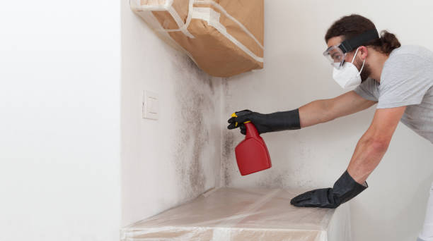 Professional Mold Remediation technician working in Cortez, FL